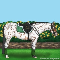 Horse Color:Bay Near Leopard 
