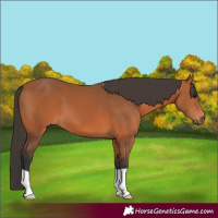 Horse Color:Bay 