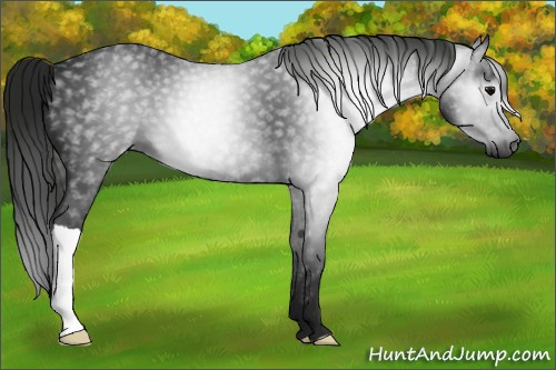 Horse Color:Gray Black 