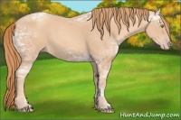 Horse Color:Gold Champagne Ice 