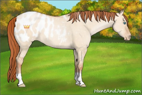 Horse Color:Buckskin Pearl Dun Appaloosa 