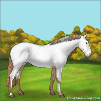 Horse Color:Red Dun Appaloosa 