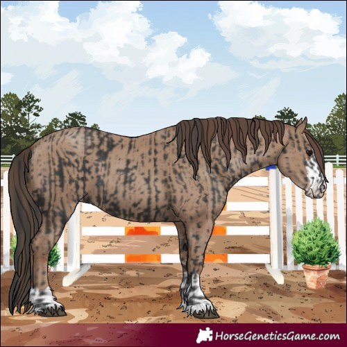 Horse Color:Black  and Classic Champagne 