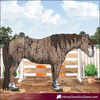 Horse Color:Black  and Classic Champagne 