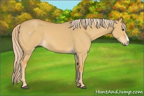 Horse Color:Palomino Dun Splash 