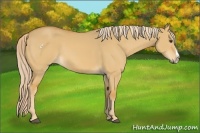 Horse Color:Palomino Dun Splash 