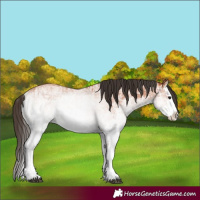 Horse Color:White Spotted Bay Splash  and White Spotted Bay Splash Rabicano 