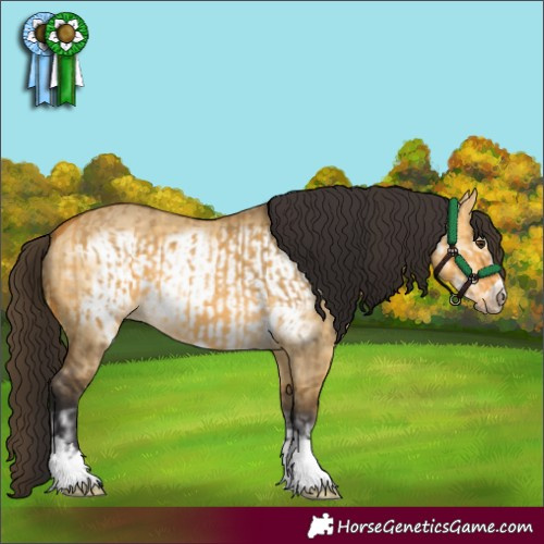 Horse Color:Buckskin Dun  and Buckskin Dun Frame 