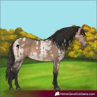 Horse Color:Bay Roan Dun  and Bay Dun 