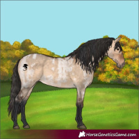 Horse Color:Bay Roan Dun  and Bay Dun 