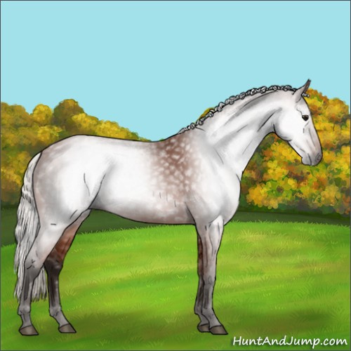 Horse Color:Gray Silver Bay 
