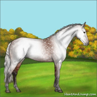 Horse Color:Gray Silver Bay