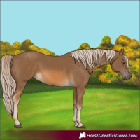 Horse Color:Chocolate Palomino 