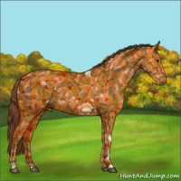 Horse Color:Chestnut Tobiano 