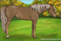 Horse Color:Chocolate Palomino 