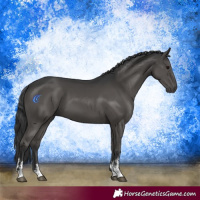 Horse Color:Black Sabino 