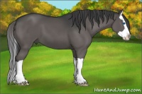 Horse Color:Grullo Splash 