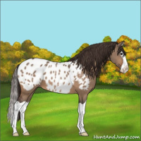 Horse Color:Bay Dun Splash Appaloosa 
