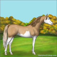 Horse Color:Chestnut Splash Rabicano 