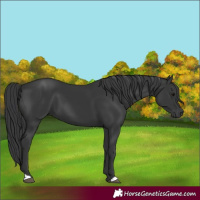 Horse Color:Black 