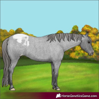 Horse Color:Blue Roan Appaloosa 