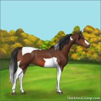 Horse Color:Bay Tobiano 