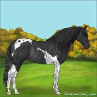 Horse Color:Black Tobiano Rabicano 