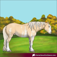 Horse Color:Palomino Sabino