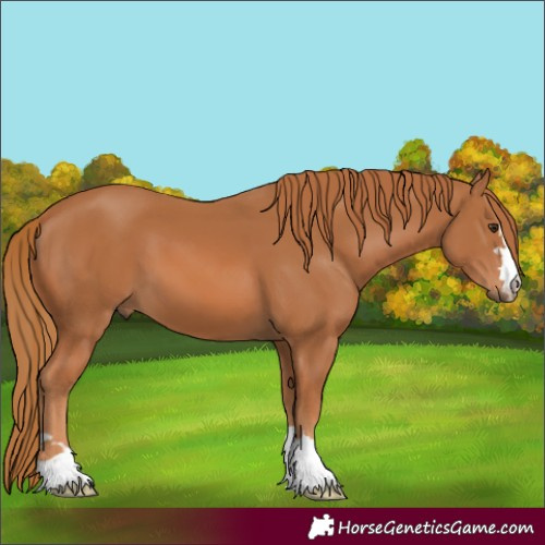 Horse Color:Chestnut 