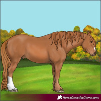 Horse Color:Chestnut 