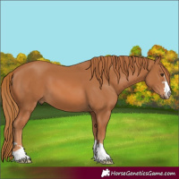 Horse Color:Chestnut 