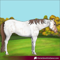 Horse Color:Bay Ice Roan Dun Tobiano Appaloosa 