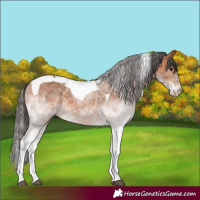 Horse Color:White Spotted Bay Tobiano