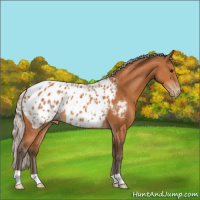 Horse Color:Silver Bay Appaloosa 