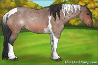 Horse Color:Bay Roan Tobiano