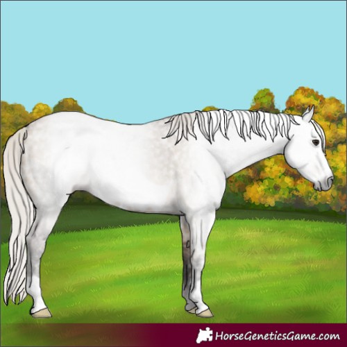 Horse Color:Gray Silver Brown Ice Dun Frame 