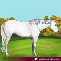 Horse Color:Gray Silver Brown Ice Dun Frame 