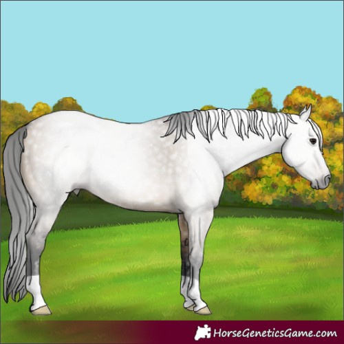 Horse Color:Gray Brown Dun 
