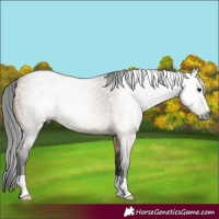Horse Color:Gray Brown Dun