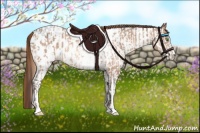 Horse Color:Amber Champagne Near Leopard  and White Spotted Chestnut Near Fewspot 