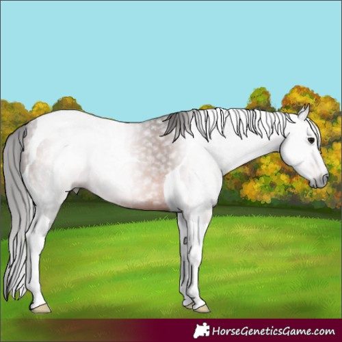 Horse Color:Gray Bay Tobiano 