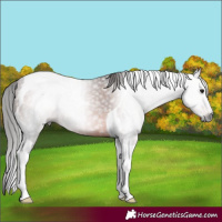 Horse Color:Gray Bay Tobiano