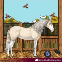 Horse Color:Palomino Roan Splash 