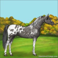 Horse Color:Grullo Tobiano Appaloosa Brindle 