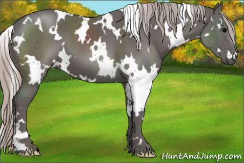 Horse Color:White Spotted Silver Black 