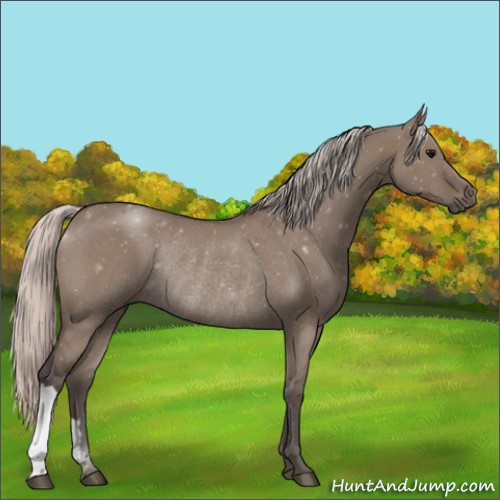 Horse Color:Silver Grullo Rabicano 