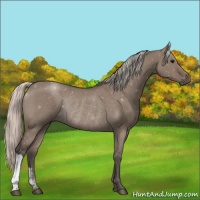 Horse Color:Silver Grullo Rabicano 