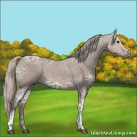 Horse Color:White Spotted Silver Grullo Ice 