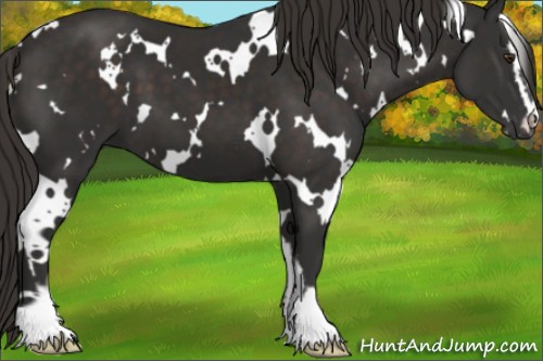 Horse Color:White Spotted Liver Chestnut Sabino 