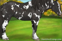 Horse Color:White Spotted Liver Chestnut Sabino 